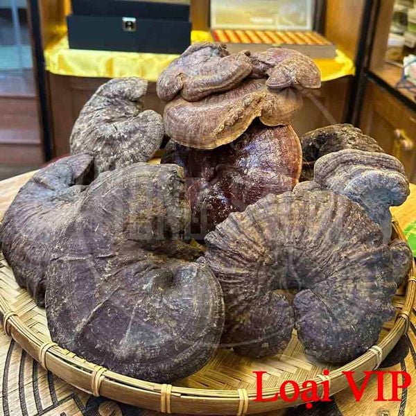 Nấm Lim Xanh Rừng Quảng Nam Loại VIP