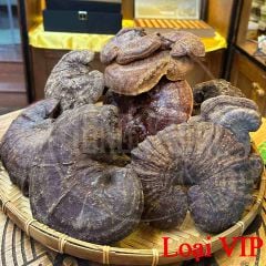 Nấm Lim Xanh Rừng Quảng Nam Loại VIP