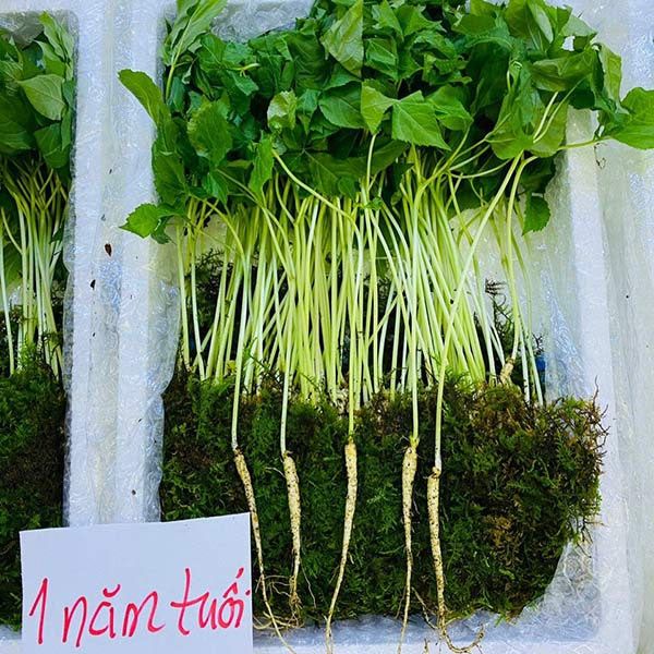 Sâm Mầm Baby Có Lá 1 Năm Tuổi