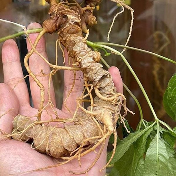 Sâm Ngọc Linh trồng ở Lai Châu Sâm Ngọc Linh trồng ở Lai Châu