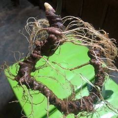 Sâm Ngọc Linh Rừng Kon Tum (100g)