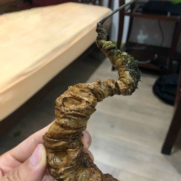 Sâm Ngọc Linh Rừng Kon Tum (100g)