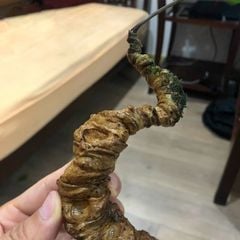 Sâm Ngọc Linh Rừng Kon Tum (100g)