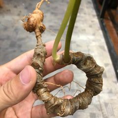 Sâm Ngọc Linh Rừng Kon Tum (100g)