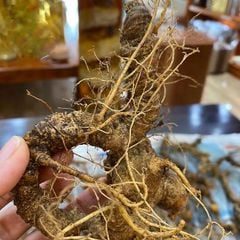Sâm Ngọc Linh Rừng Kon Tum (100g)