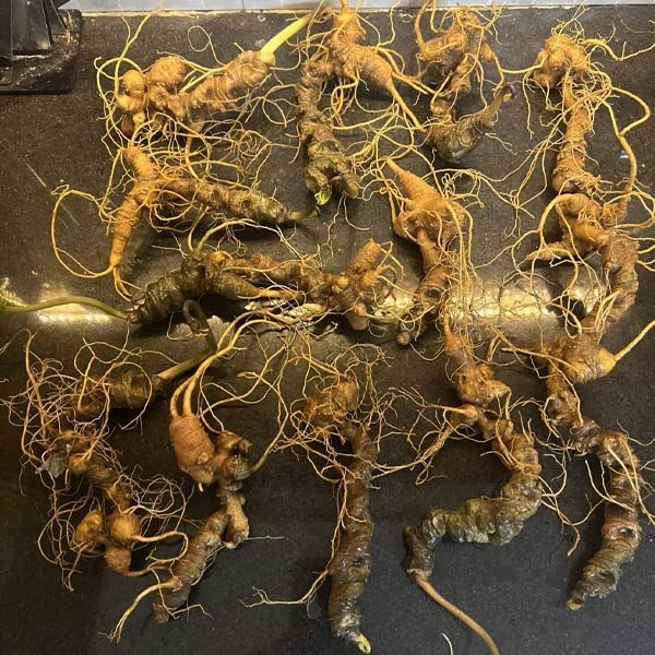 Sâm Ngọc Linh Rừng Kon Tum (100g)
