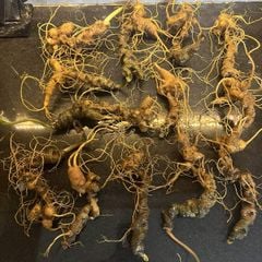 Sâm Ngọc Linh Rừng Kon Tum (100g)