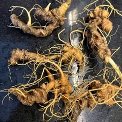 Sâm Ngọc Linh Rừng Kon Tum (100g)