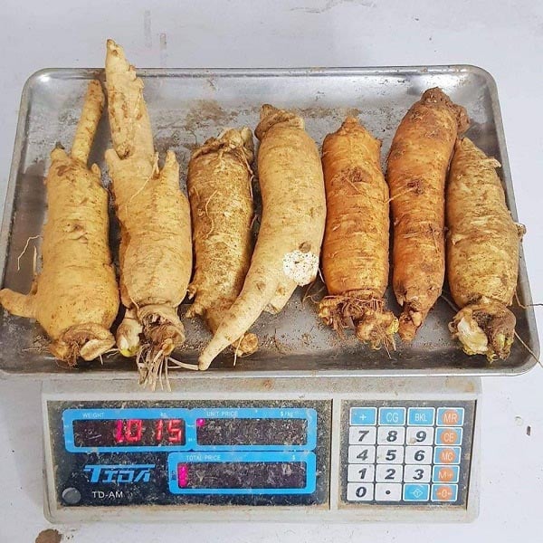 Sâm tươi nấu món gì