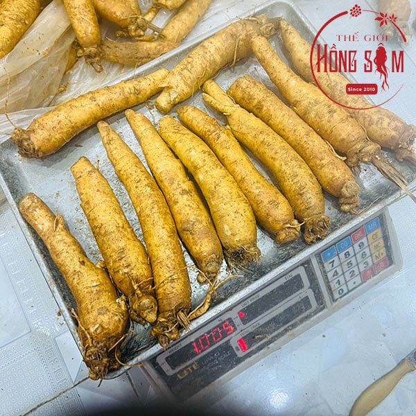 Sâm Trọc - Sâm Tươi Không Rễ Hàn Quốc