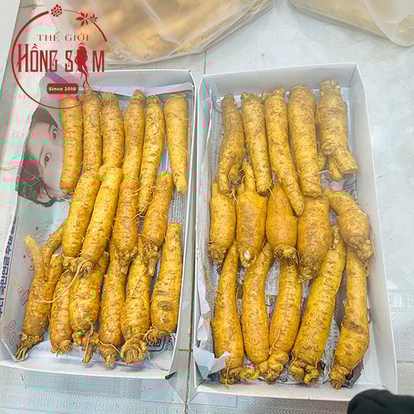 Tác dụng của sâm tươi hàn quốc