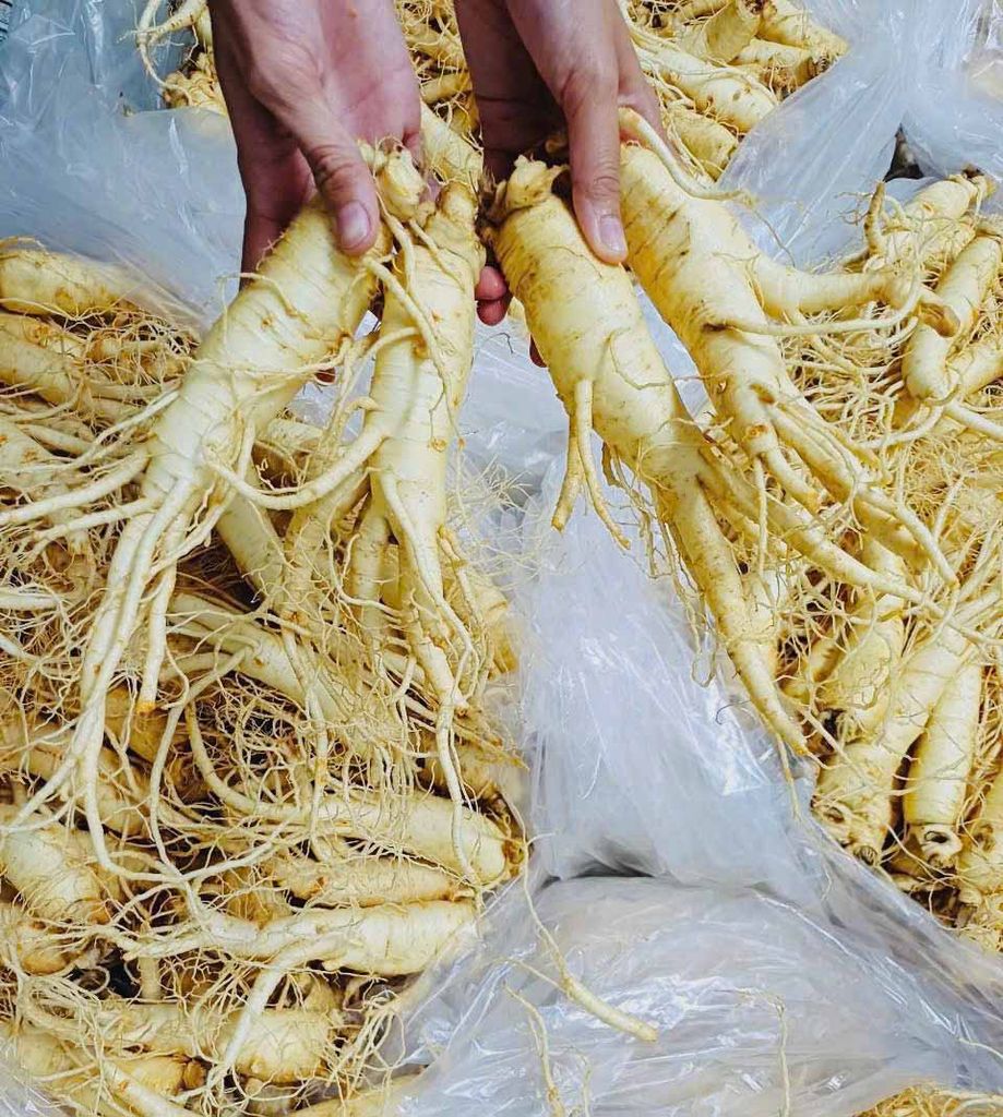 Sâm Tươi Hàn Quốc 10 Củ/Kg Đã Làm Sạch - Nhập Khẩu Chính Ngạch - Xuất VAT
