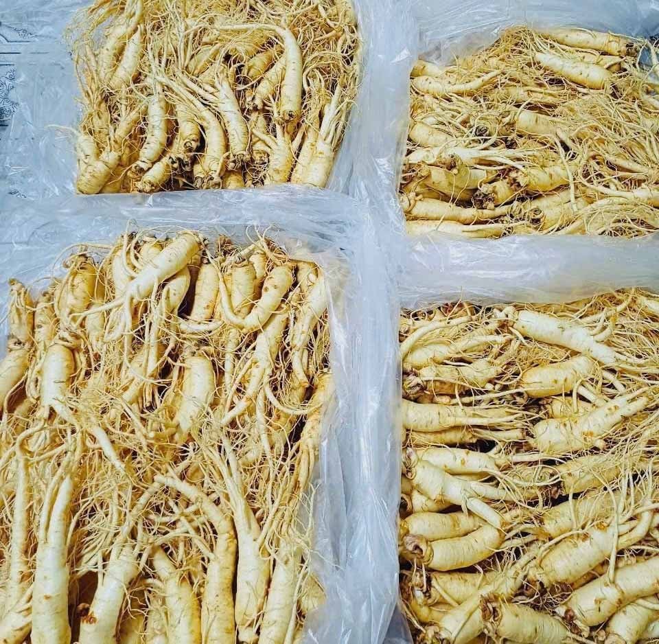 Sâm Tươi Hàn Quốc 10 Củ/Kg Đã Làm Sạch - Nhập Khẩu Chính Ngạch - Xuất VAT