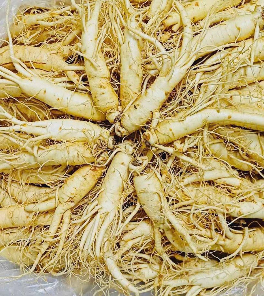 Sâm Tươi Hàn Quốc 10 Củ/Kg Đã Làm Sạch - Nhập Khẩu Chính Ngạch - Xuất VAT