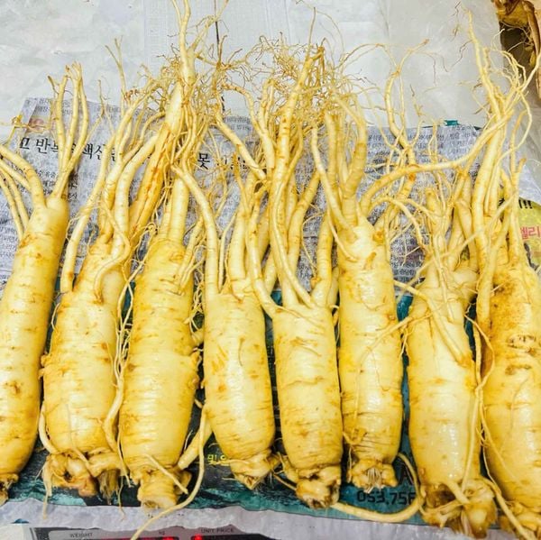 Sâm Tươi Hàn Quốc 10 Củ/Kg Đã Làm Sạch - Nhập Khẩu Chính Ngạch - Xuất VAT