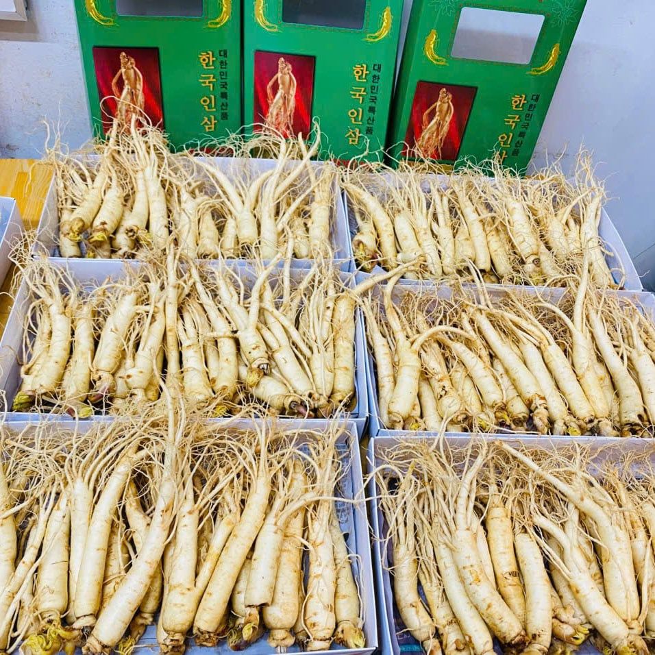 Sâm Tươi Hàn Quốc 25–30 Củ/Kg - Nhập Khẩu Chính Ngạch – Xuất VAT