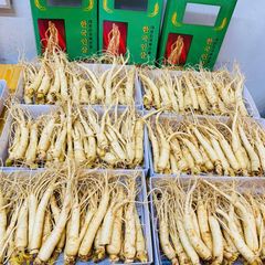 Sâm Tươi Hàn Quốc 25–30 Củ/Kg - Nhập Khẩu Chính Ngạch – Xuất VAT