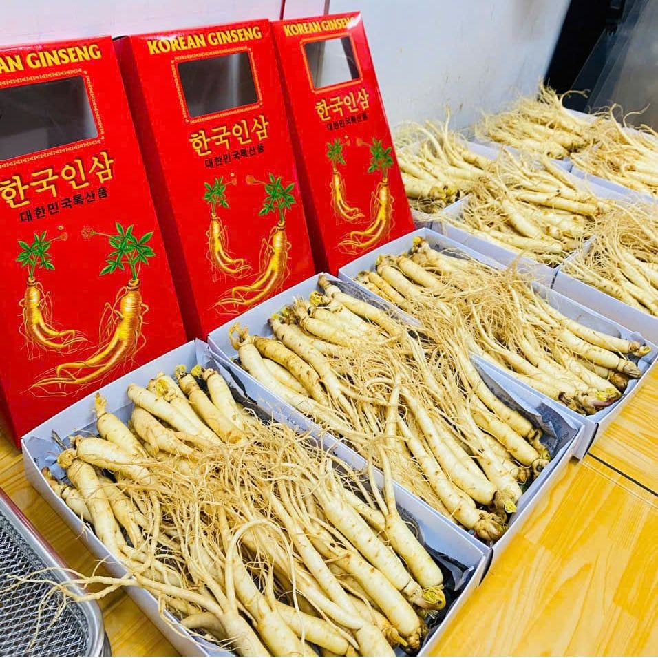 Sâm Tươi Hàn Quốc 25–30 Củ/Kg - Nhập Khẩu Chính Ngạch – Xuất VAT