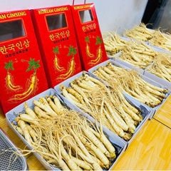 Sâm Tươi Hàn Quốc 25–30 Củ/Kg - Nhập Khẩu Chính Ngạch – Xuất VAT