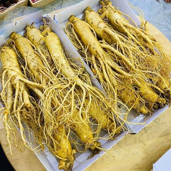 Sâm Tươi Bị Nứt