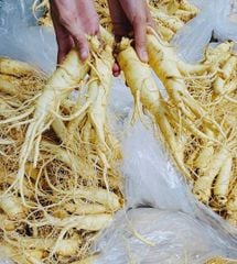 Sâm Tươi Hàn Quốc 8 Củ/Kg Đã Làm Sạch - Nhập Khẩu Chính Ngạch - Xuất VAT