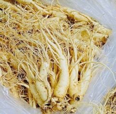 Sâm Tươi Hàn Quốc 8 Củ/Kg Đã Làm Sạch - Nhập Khẩu Chính Ngạch - Xuất VAT