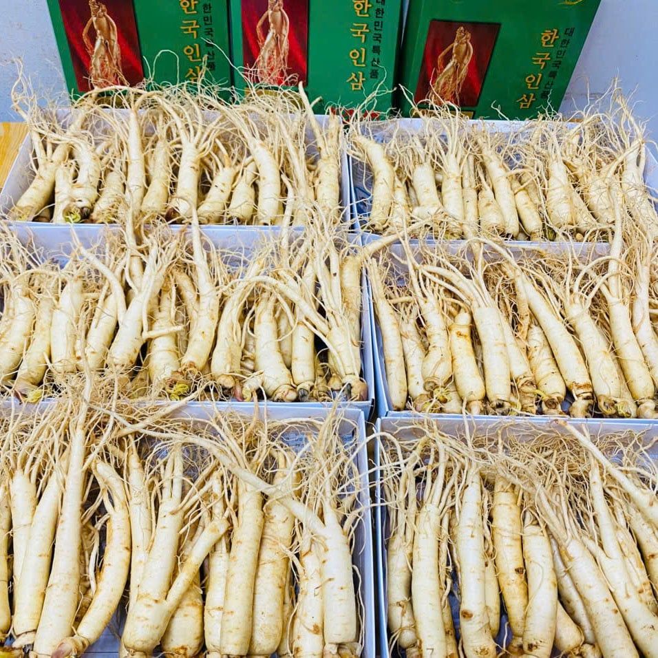Sâm Tươi Hàn Quốc 25–30 Củ/Kg - Nhập Khẩu Chính Ngạch – Xuất VAT