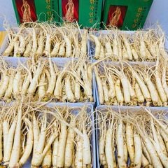 Sâm Tươi Hàn Quốc 25–30 Củ/Kg - Nhập Khẩu Chính Ngạch – Xuất VAT