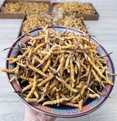 Đông Trùng Hạ Thảo Tây Tạng Tươi - Size 0,9 - 1g/con (10 con)