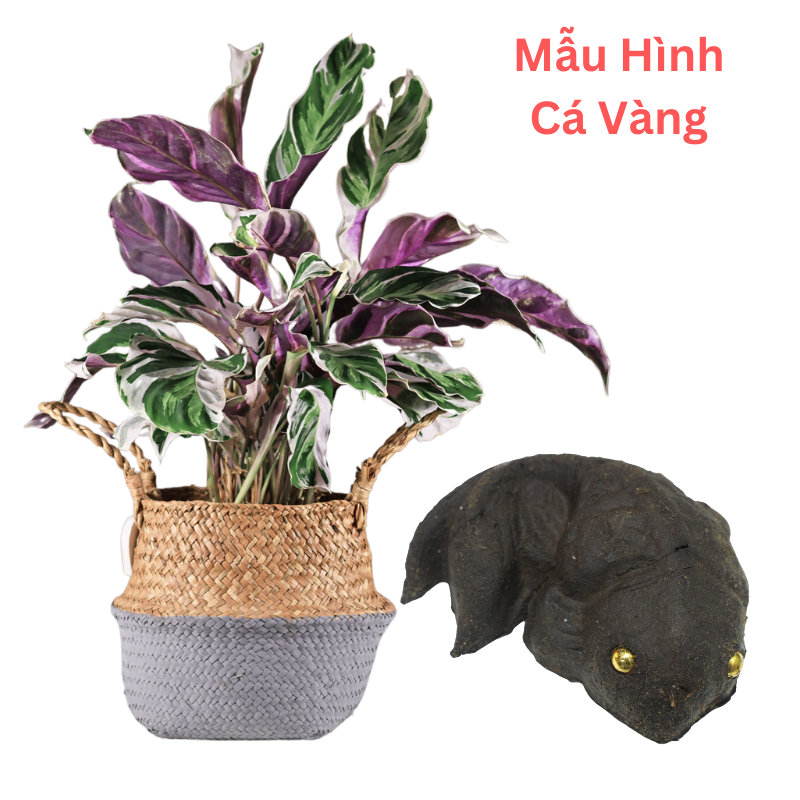  Phân Viên Nén Trang Trí mặt chậu Cây Cảnh Trong Nhà và Kiểng Lá (10 viên mẫu cá vàng) 