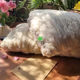  Gối tơ tằm từ vỏ tới ruột đều là tơ cho người lớn size 50*70cm, nặng 800g tơ/chiếc 