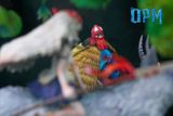  Mononoke Hime - OPM Studio 