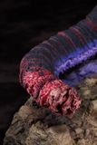  Godzilla - Shin Japan Hero Universe - Good Smile Company 
