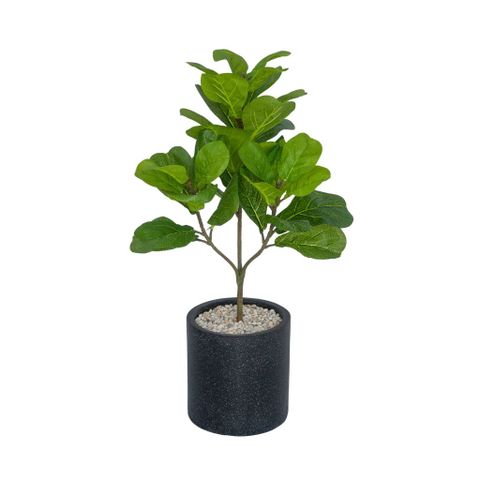  Cây trang trí | Bàng Singapore 