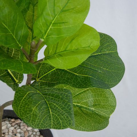  Cây trang trí | Bàng Singapore 