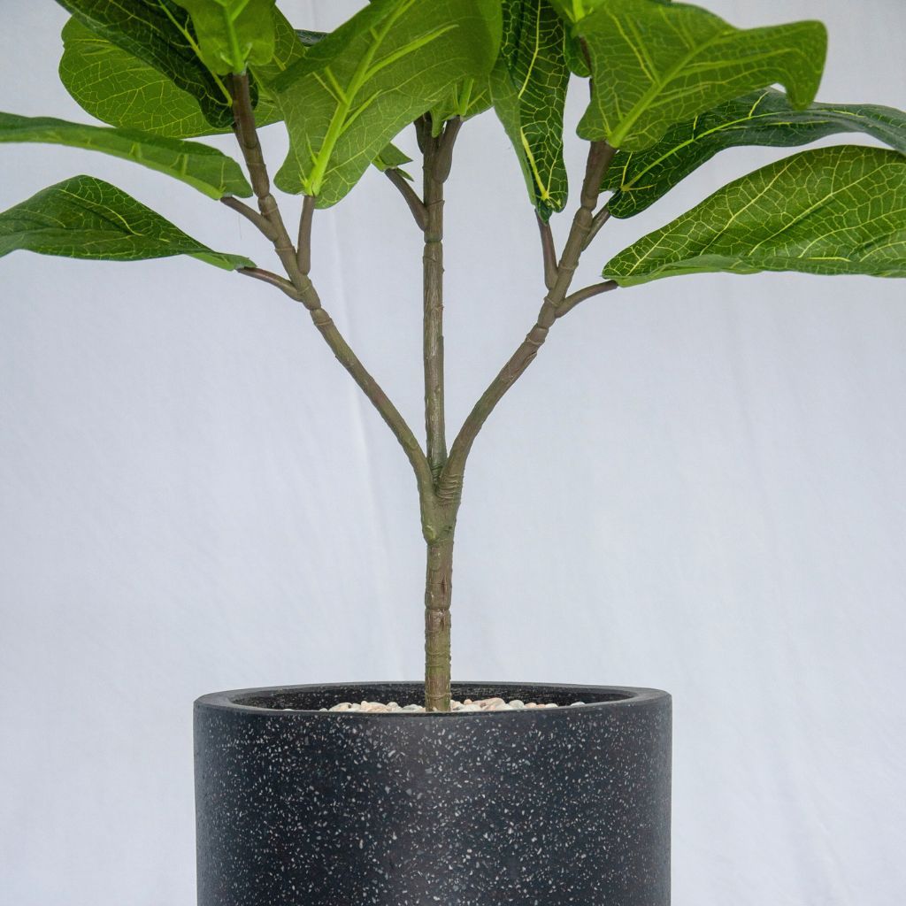 Cây trang trí | Bàng Singapore