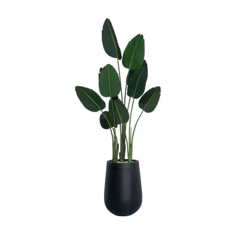  Cây trang trí | Chuối cảnh 