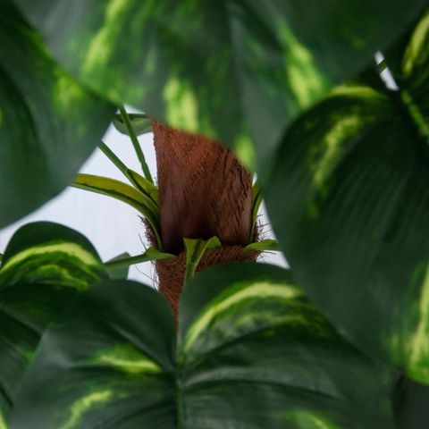  Cây trang trí | Trầu bà leo cột -1M6 