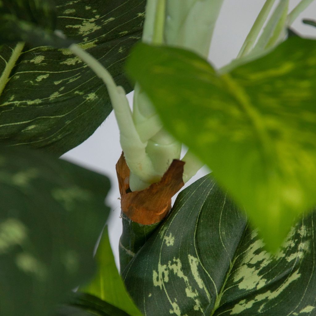 Cây trang trí | Vạn niên thanh