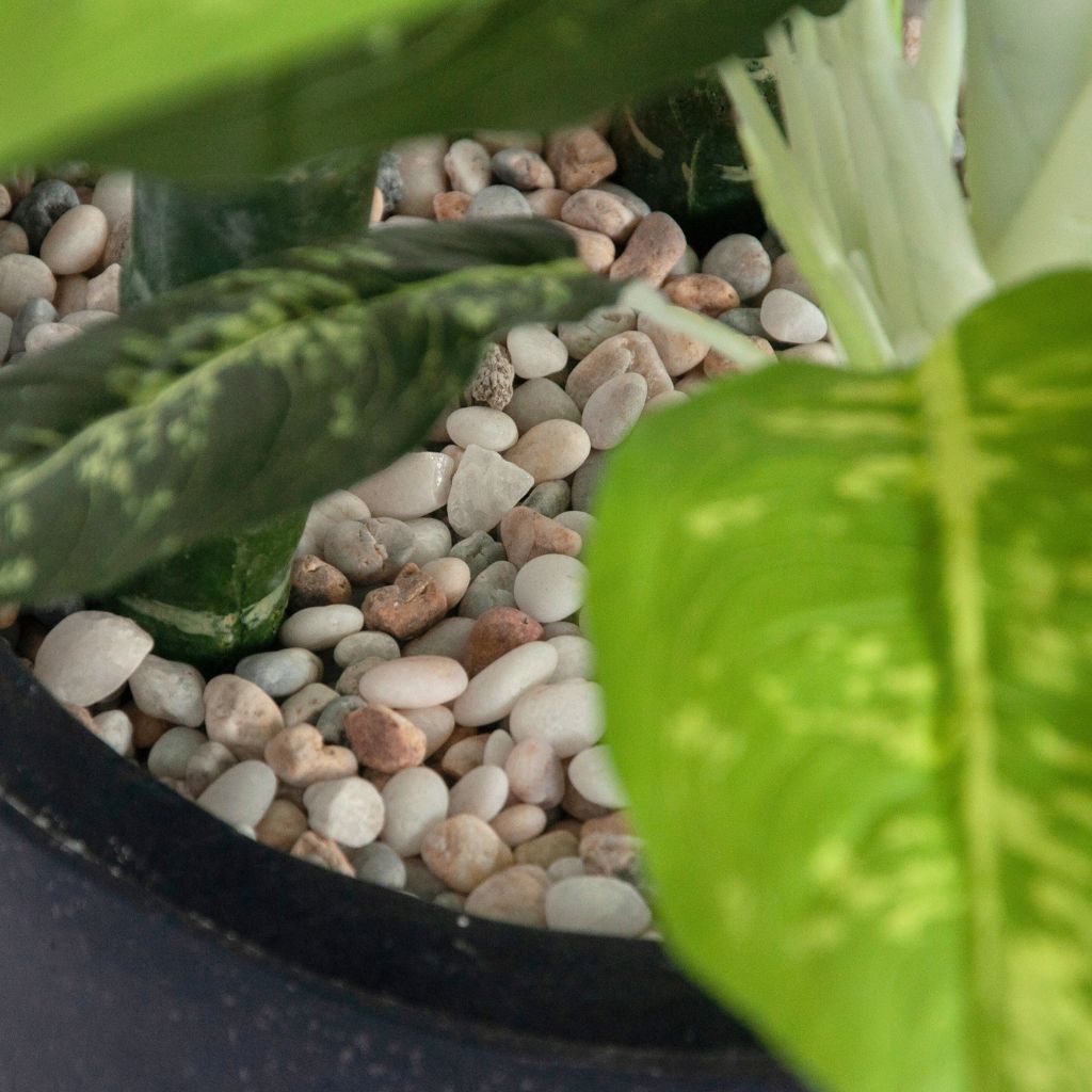 Cây trang trí | Vạn niên thanh