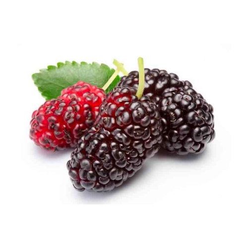  Dâu Tằm Organic 