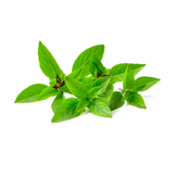  Húng Quế Organic 