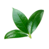  Lá Chanh Organic 