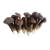  Nấm Mối Organic 
