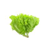  Xà Lách Mỡ Organic 