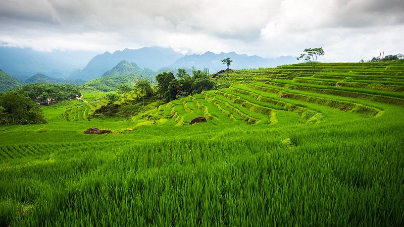 DISCOVERY THE NORTH OF VIETNAM 5 DAYS 4 NIGHTS: HANOI – MAI CHAU – PULUONG – NINH BINH – LAN HA BAY