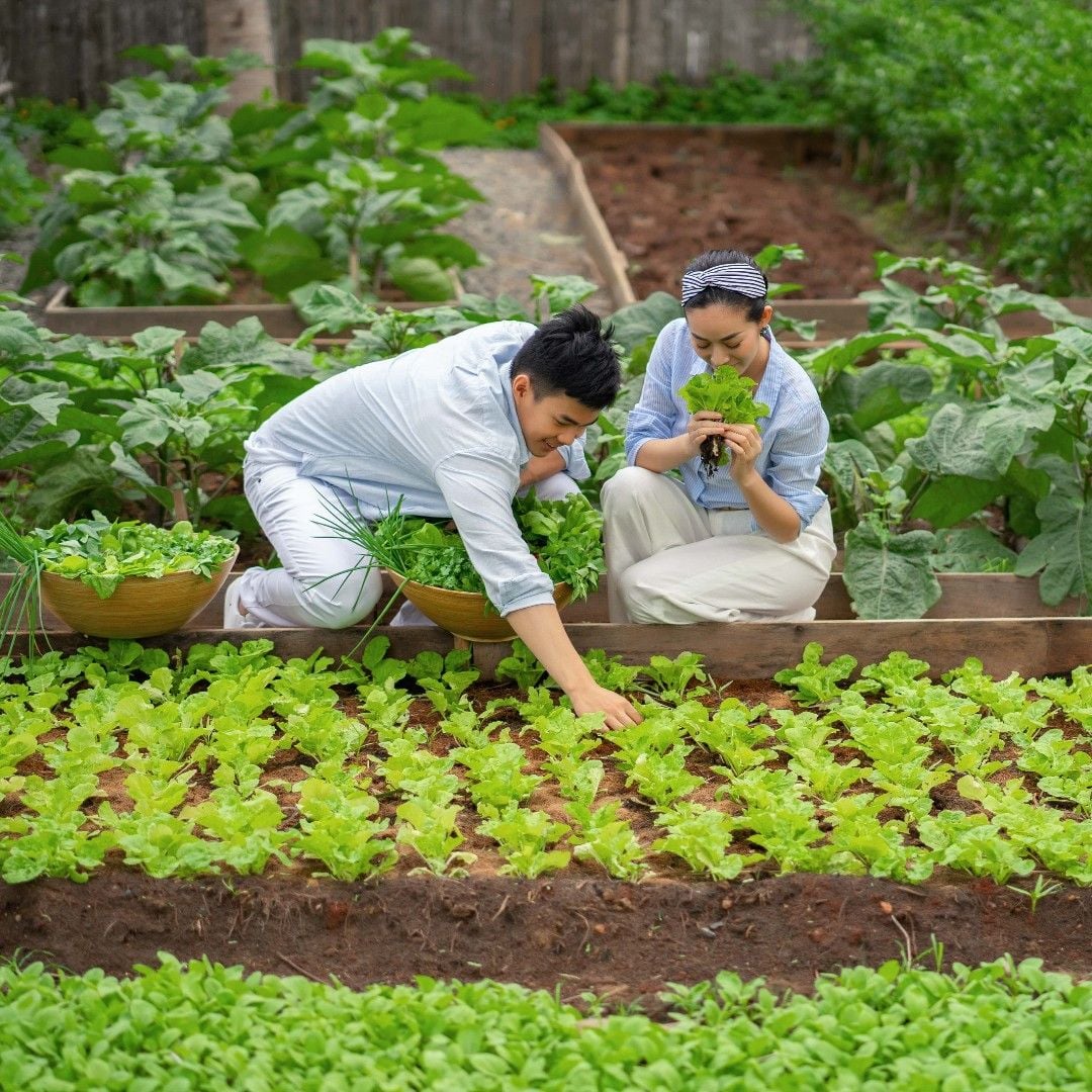 RESORT SIX SENSES CÔN ĐẢO - NGHỈ DƯỠNG TẠI RESORT 6 SAO