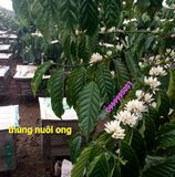  n Lâm Đồng] Mật Ong Hoa Cà Phê Chính Hiệu Nguyên Chất 1 Lít 