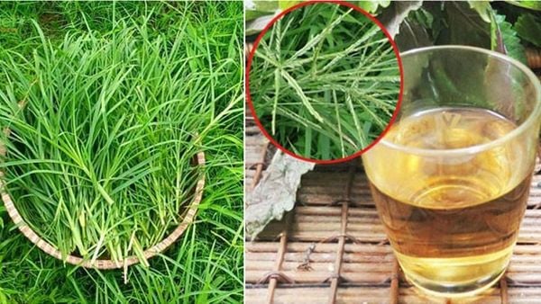  Cỏ Mần Trầu Tươi & Khô – Dược Liệu Tự Nhiên Thanh Lọc Cơ Thể từ Thành Phố Xanh 