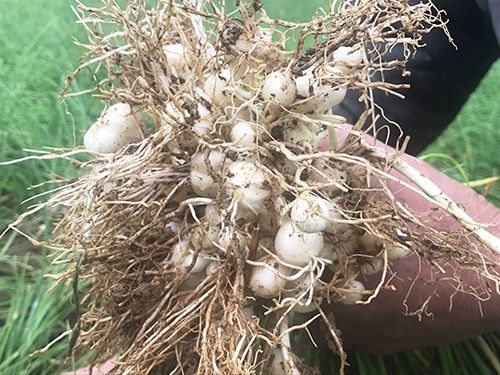  Củ Nén Nghệ An Nguyên Chất – Trị Ho, Cảm Cúm, Tiêu Hóa Tốt 